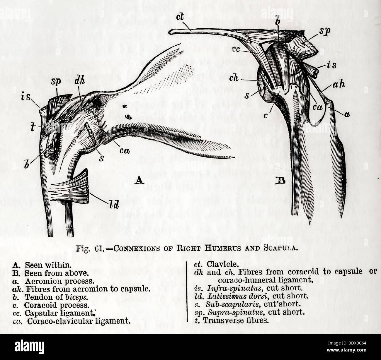 Acromion Process Of Scapula Ct