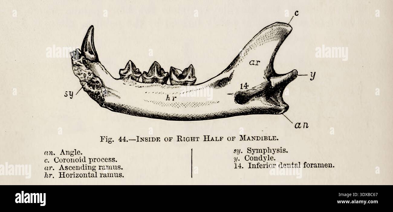 Cat jawbone drawing, showing interior anatomy with labeled parts like ...