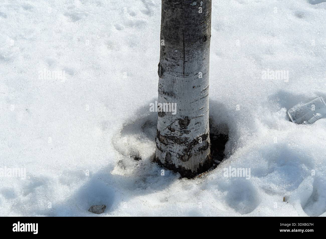 Tree trunk base surrounded by melting snow and ice surface. Stock Photo