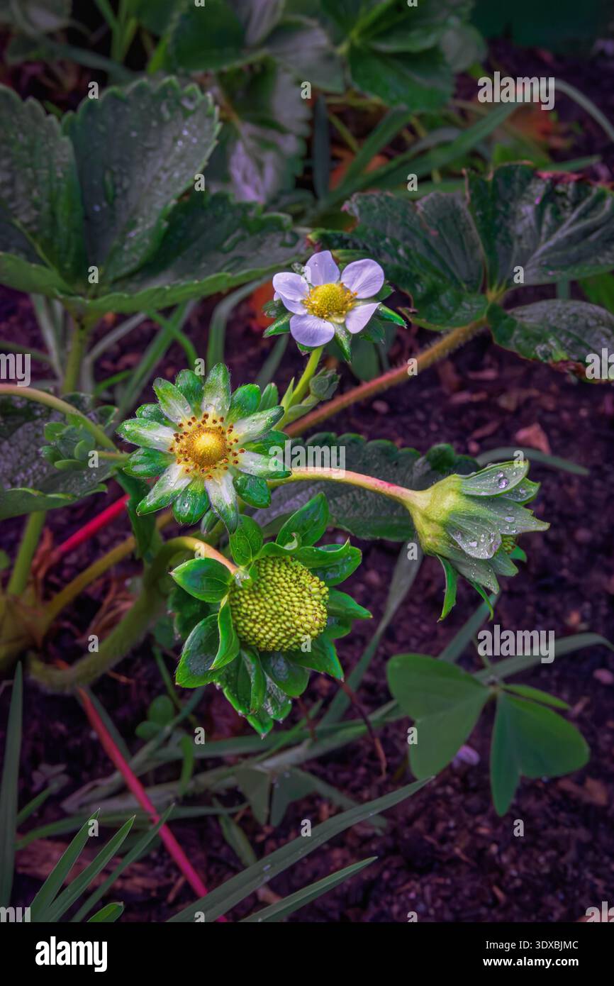 Strawberry plant with flower, fruit and growth stages Stock Photo - Alamy