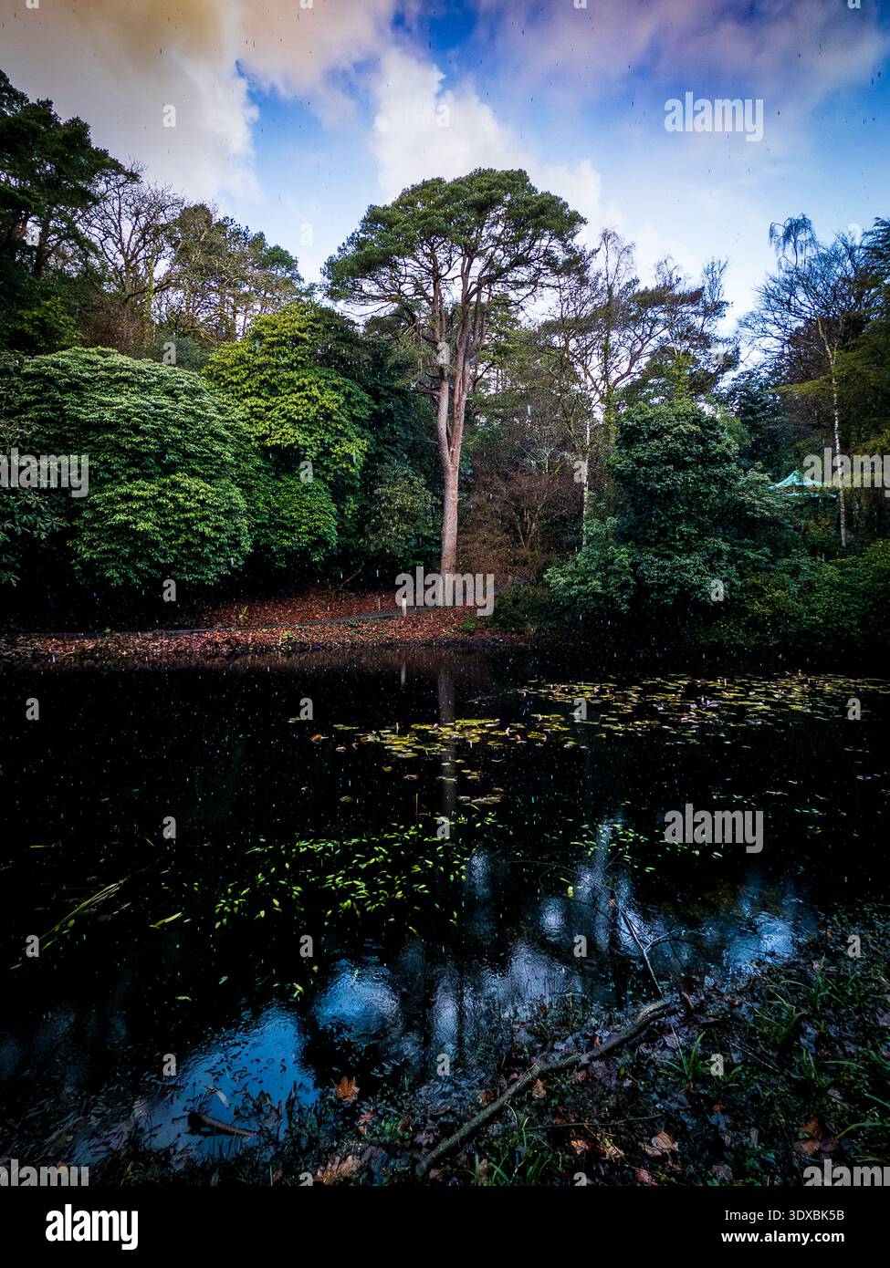 Lush woodland surrounding a serene lake with lily pads and reflections of tall trees and rhododendron bushes under a partly cloudy sky in Portmeirion, - Smartphone Captured Stock Image