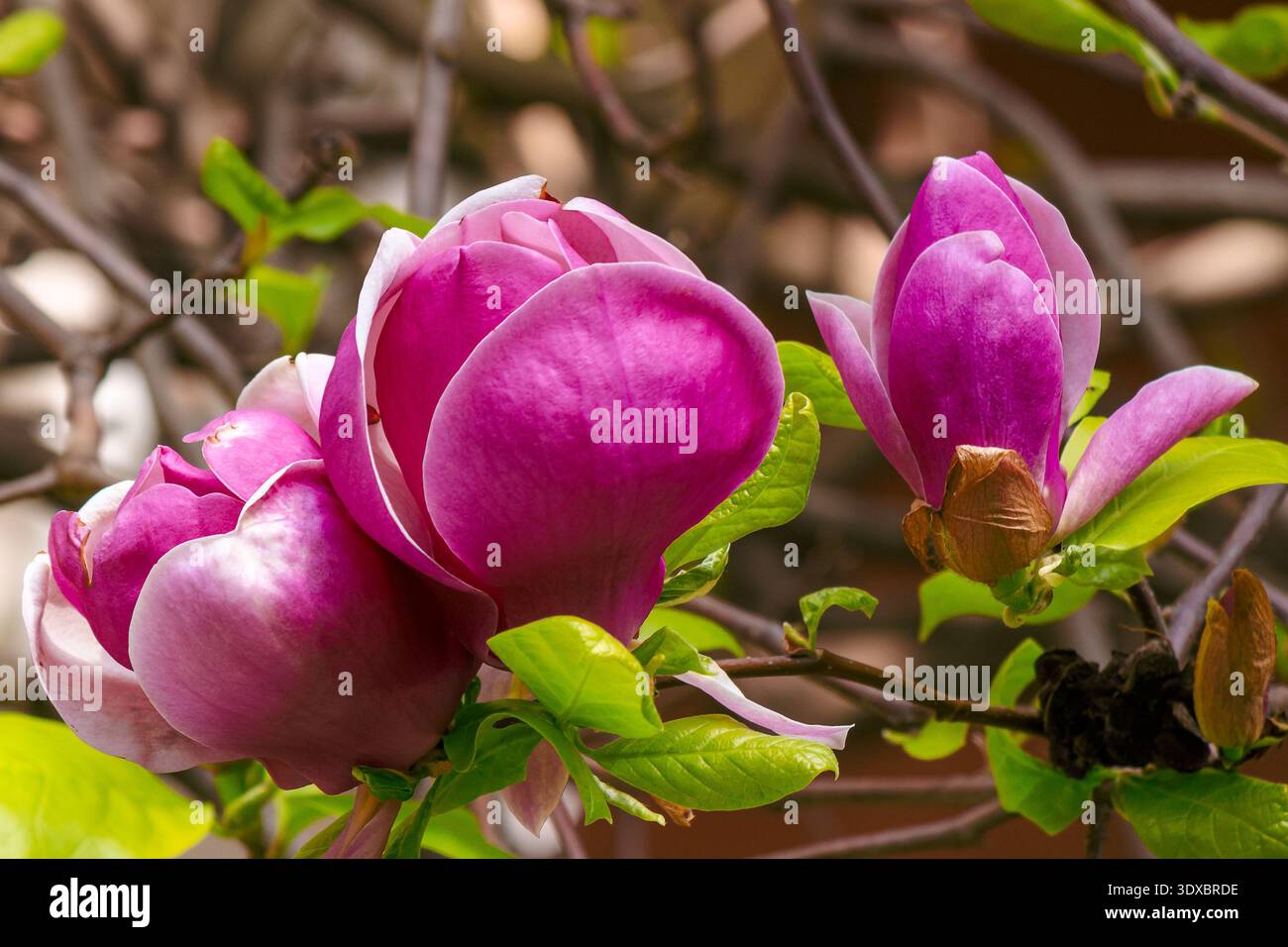 romantic magnolia tree in spring bloom. pretty purple flower on the branch. lovely background for women's day. femininity, love and harmony. vivid out Stock Photo