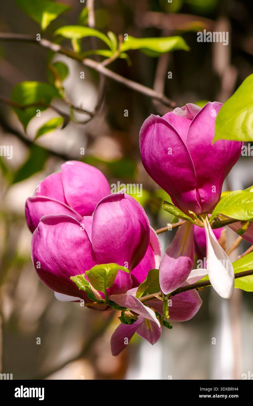 romantic magnolia tree in spring bloom. pretty purple flower on the branch. lovely background for women's day. femininity, love and harmony. vivid out Stock Photo