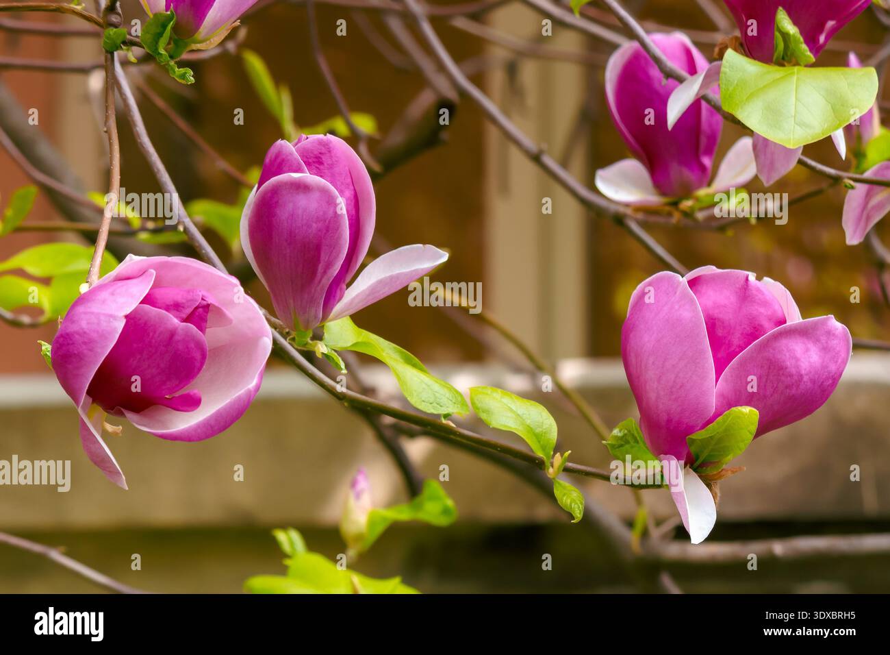 romantic magnolia tree in spring bloom. pretty purple flower on the branch. lovely background for women's day. femininity, love and harmony. vivid out Stock Photo