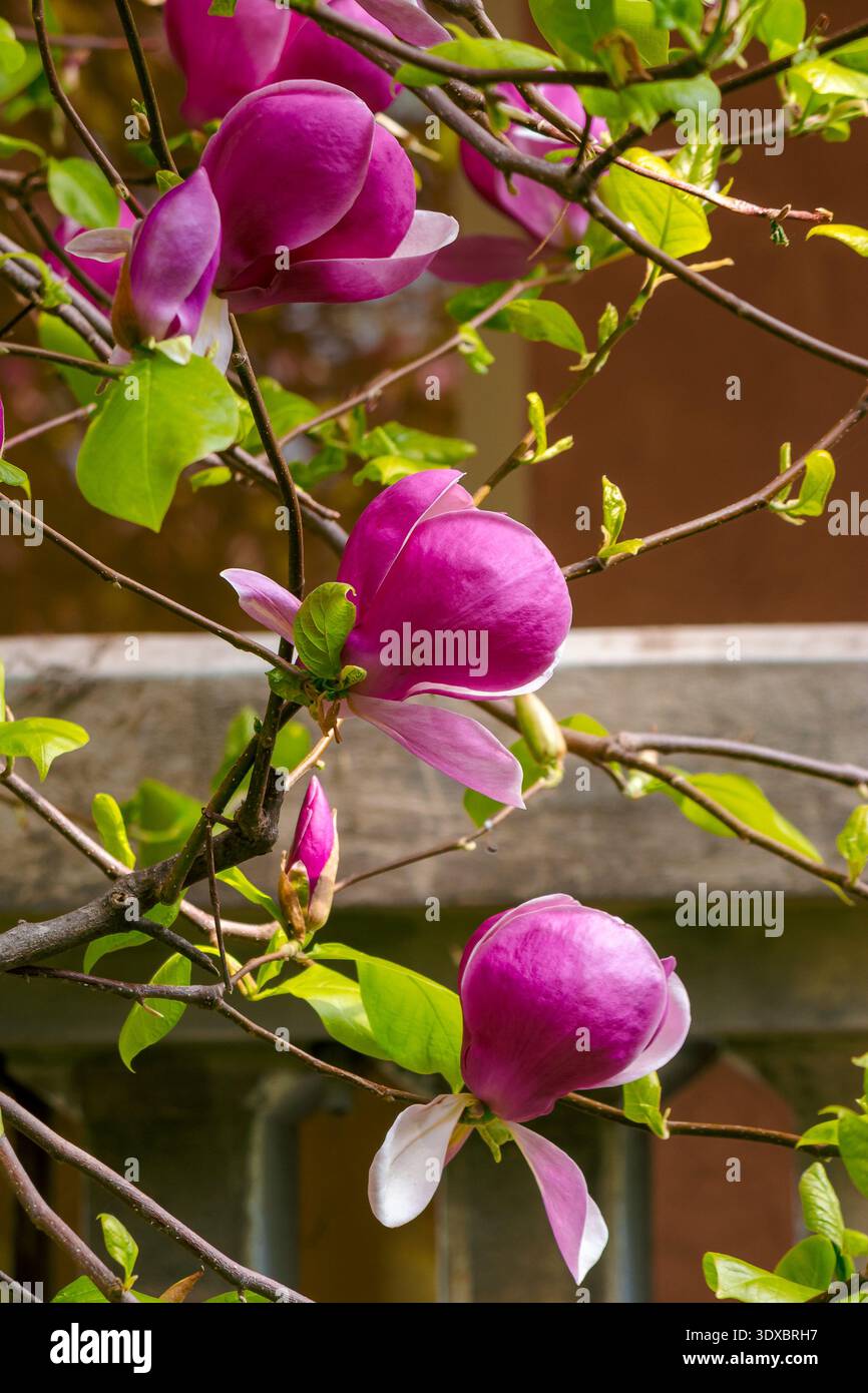 romantic magnolia tree in spring bloom. pretty purple flower on the branch. lovely background for women's day. femininity, love and harmony. vivid out Stock Photo