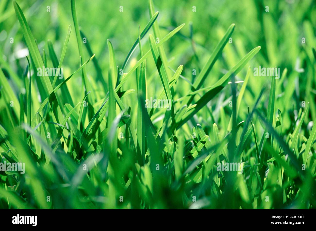 Care grass hi-res stock photography and images - Alamy