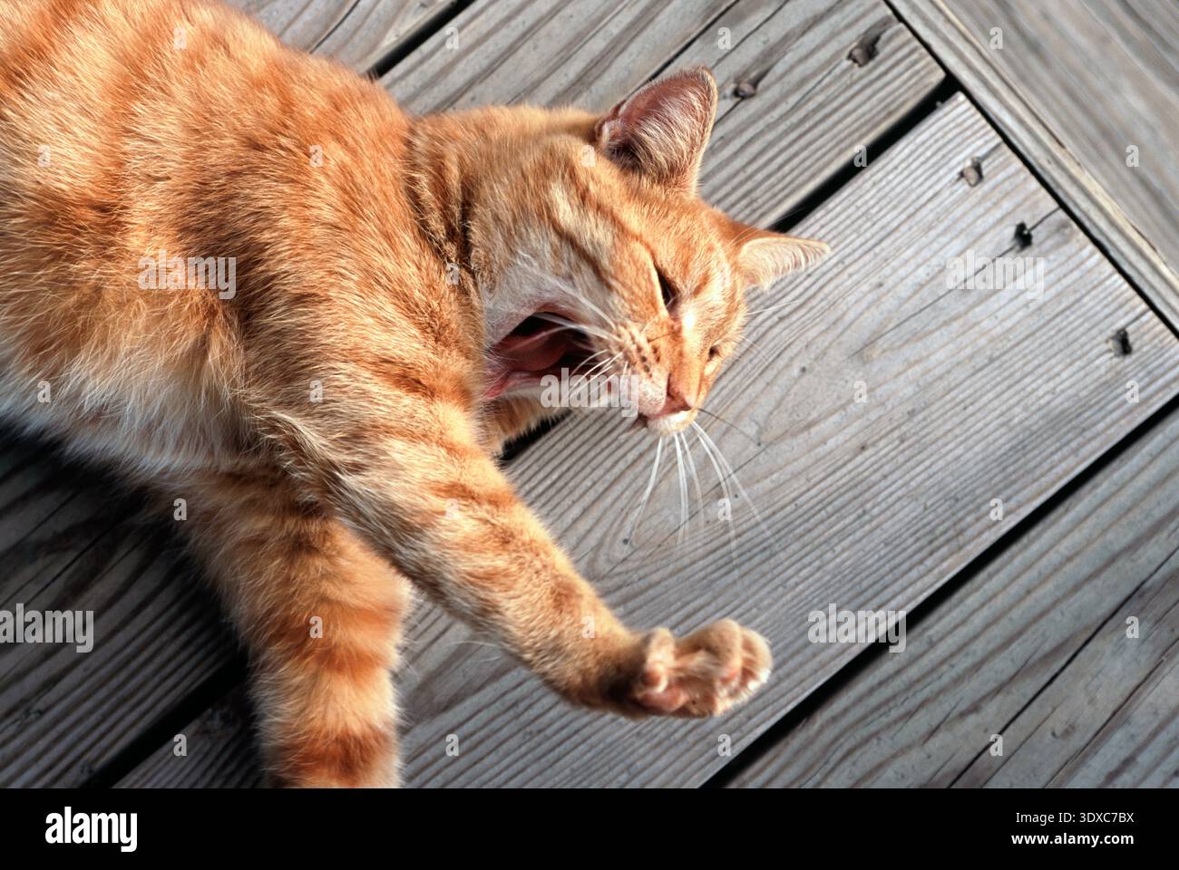 Tabby cat resting hi-res stock photography and images - Alamy