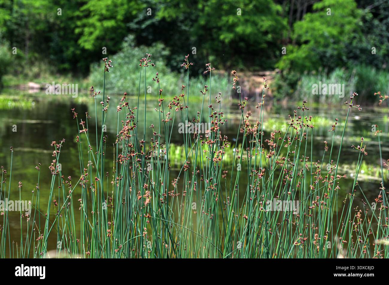 Bush Rush Reeds Rush and blue paint hi-res stock photography and images - Alamy