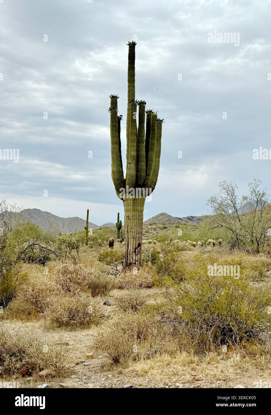 Saguaro cactus stands tall in the Sonoran Desert landscape at McDowell Mountain Ranch in Scottsdale, Arizona, with desert shrubs and distant mountains - Smartphone Captured Stock Image