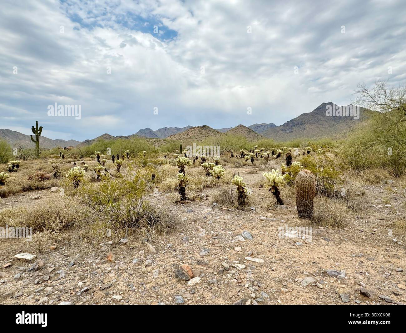 Cholla cactus and desert shrubs spread across the Sonoran Desert at McDowell Mountain Ranch in Scottsdale, Arizona. - Smartphone Captured Stock Image