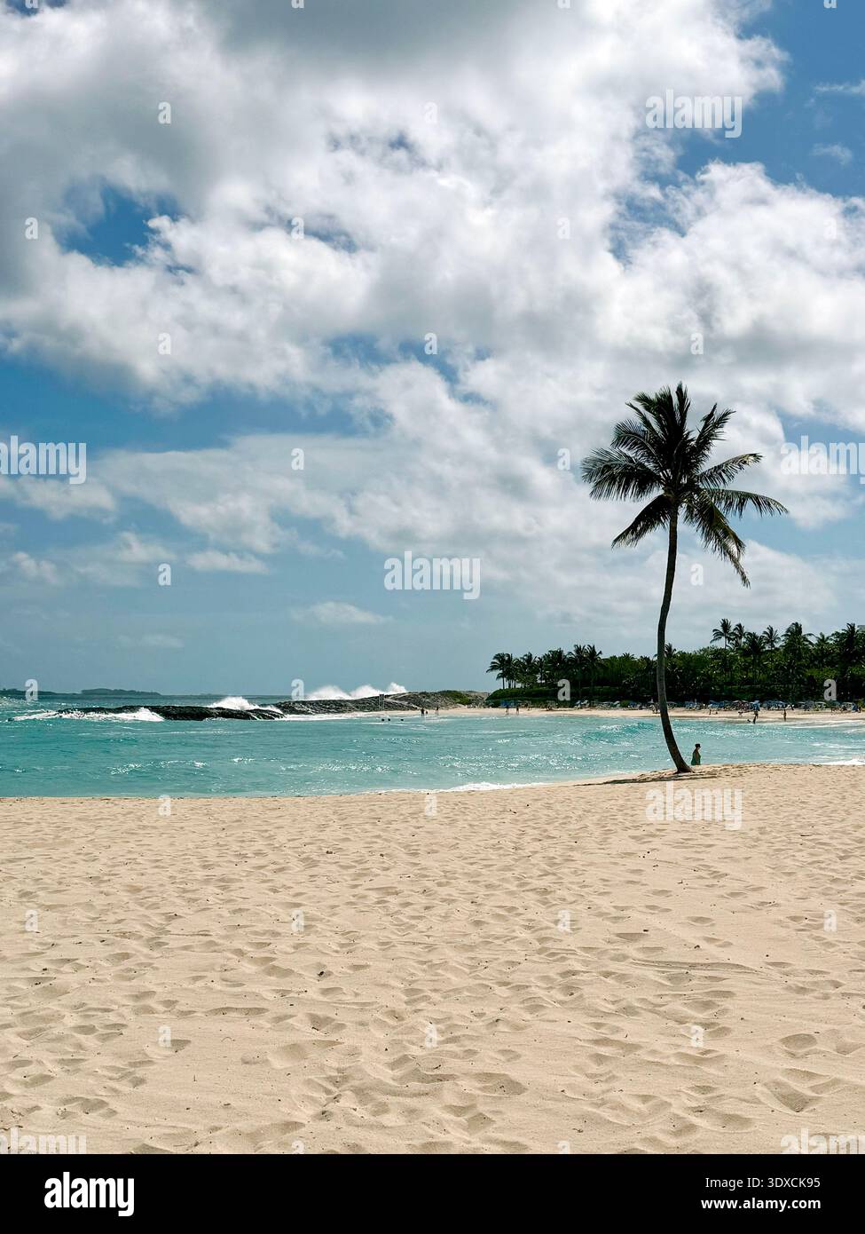 Palm tree on a sandy beach with turquoise water and surf on Paradise Island, Bahamas, under a dramatic cloudy sky. - Smartphone Captured Stock Image