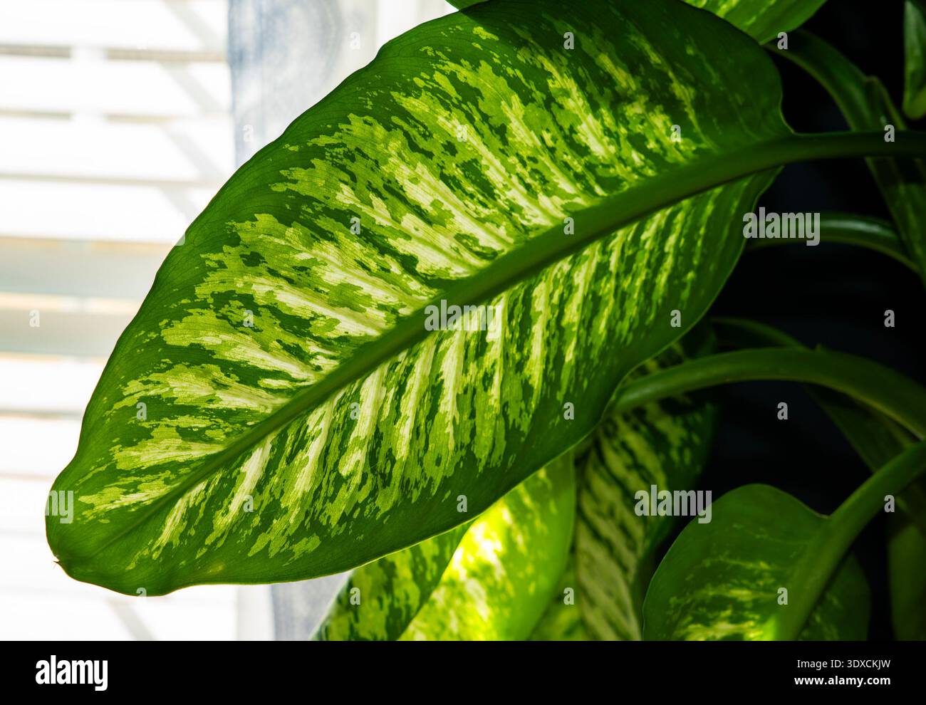 aloe vera plant on sale Aloe vera Plants For Sale