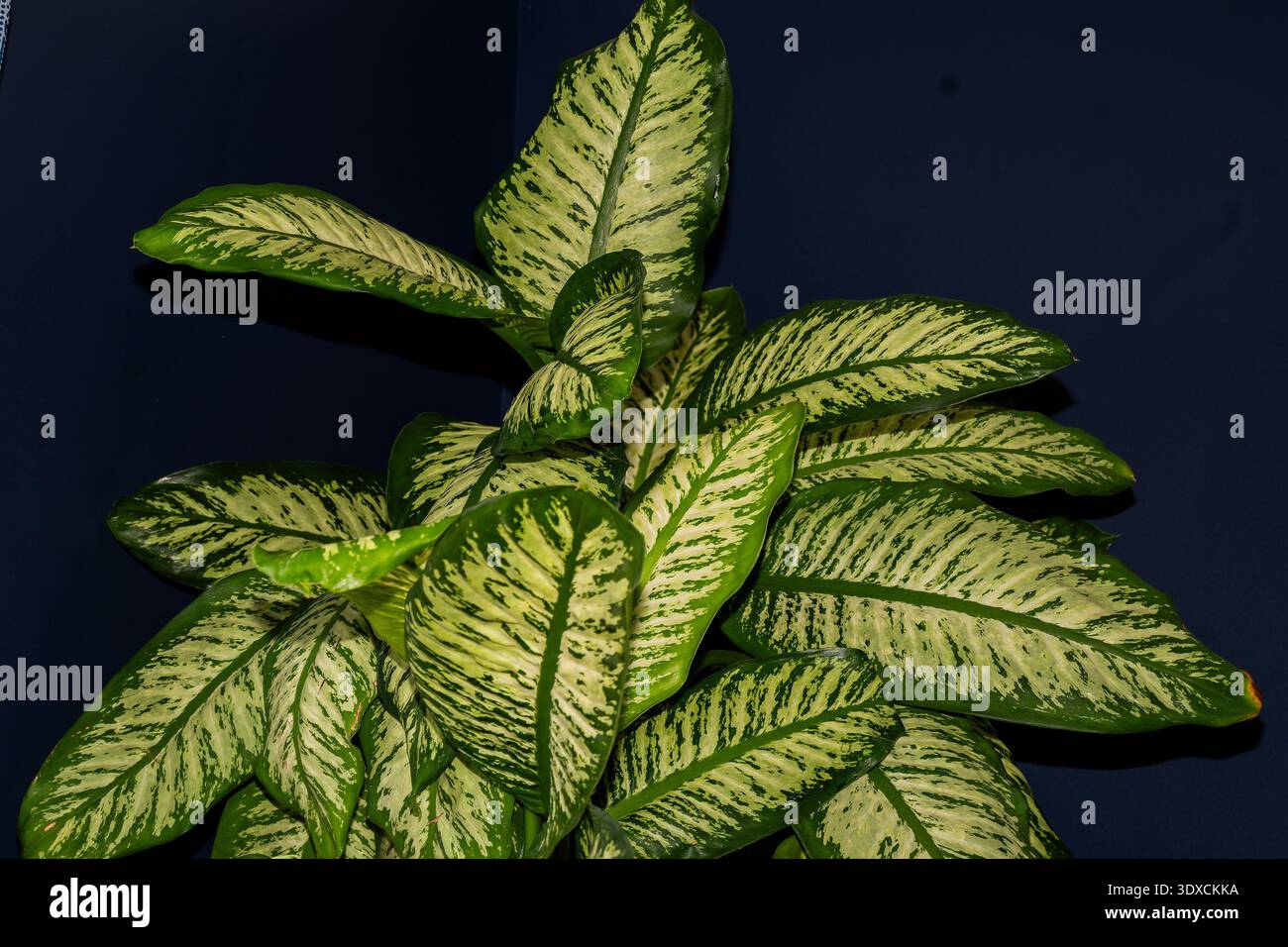 dragon fruit plant buy Red Dragon fruit Plant – Green Haven Nursery main image 0