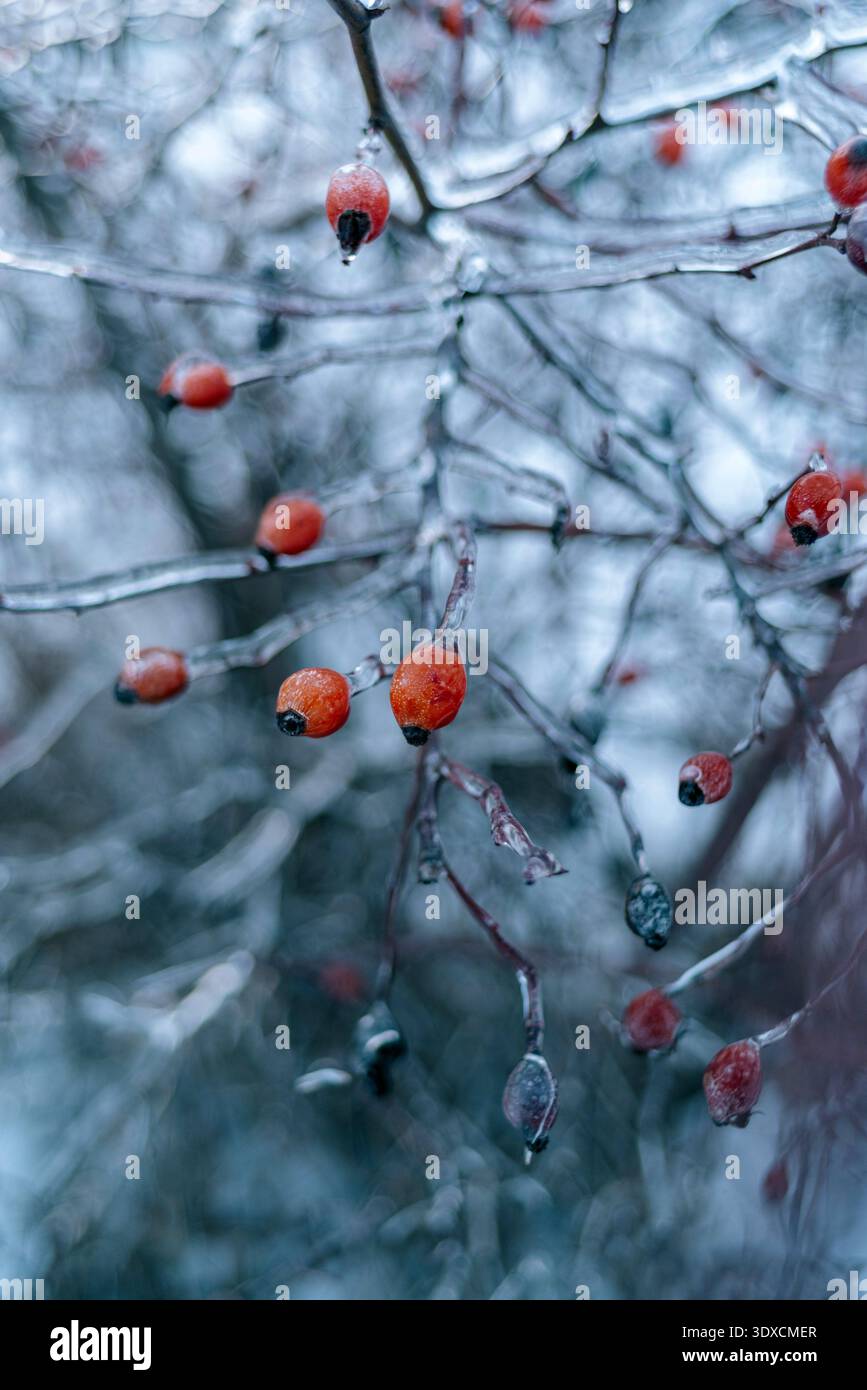 Bright red rose hips on ice-covered branches Stock Photo