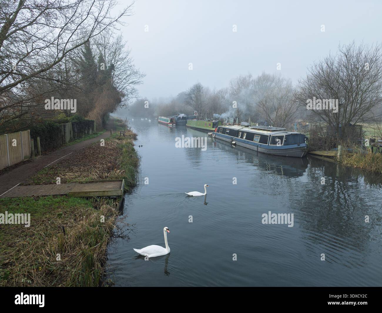 Two swans on the Kennet and Avon Canal in winter, Newbury, West Berkshire, England, UK Stock Photo