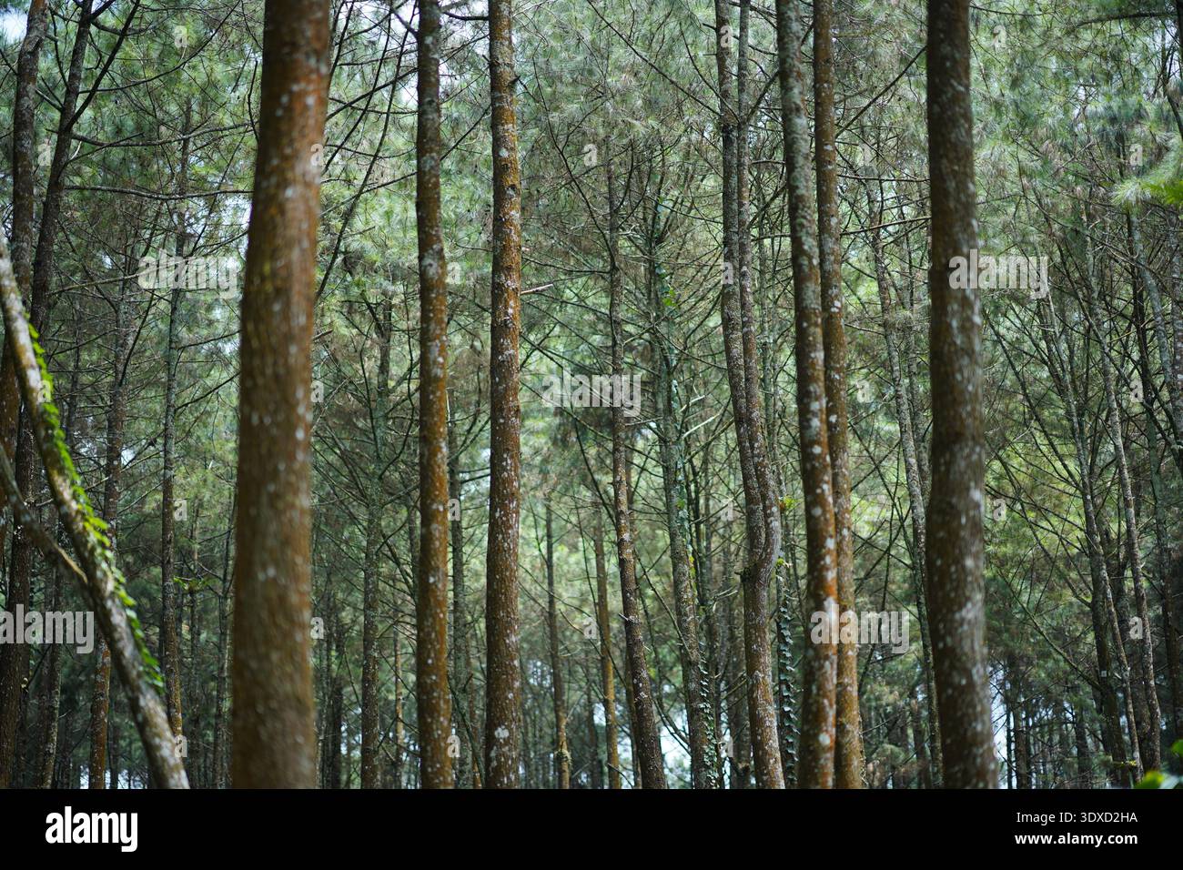Dense pine forest hi-res stock photography and images - Alamy