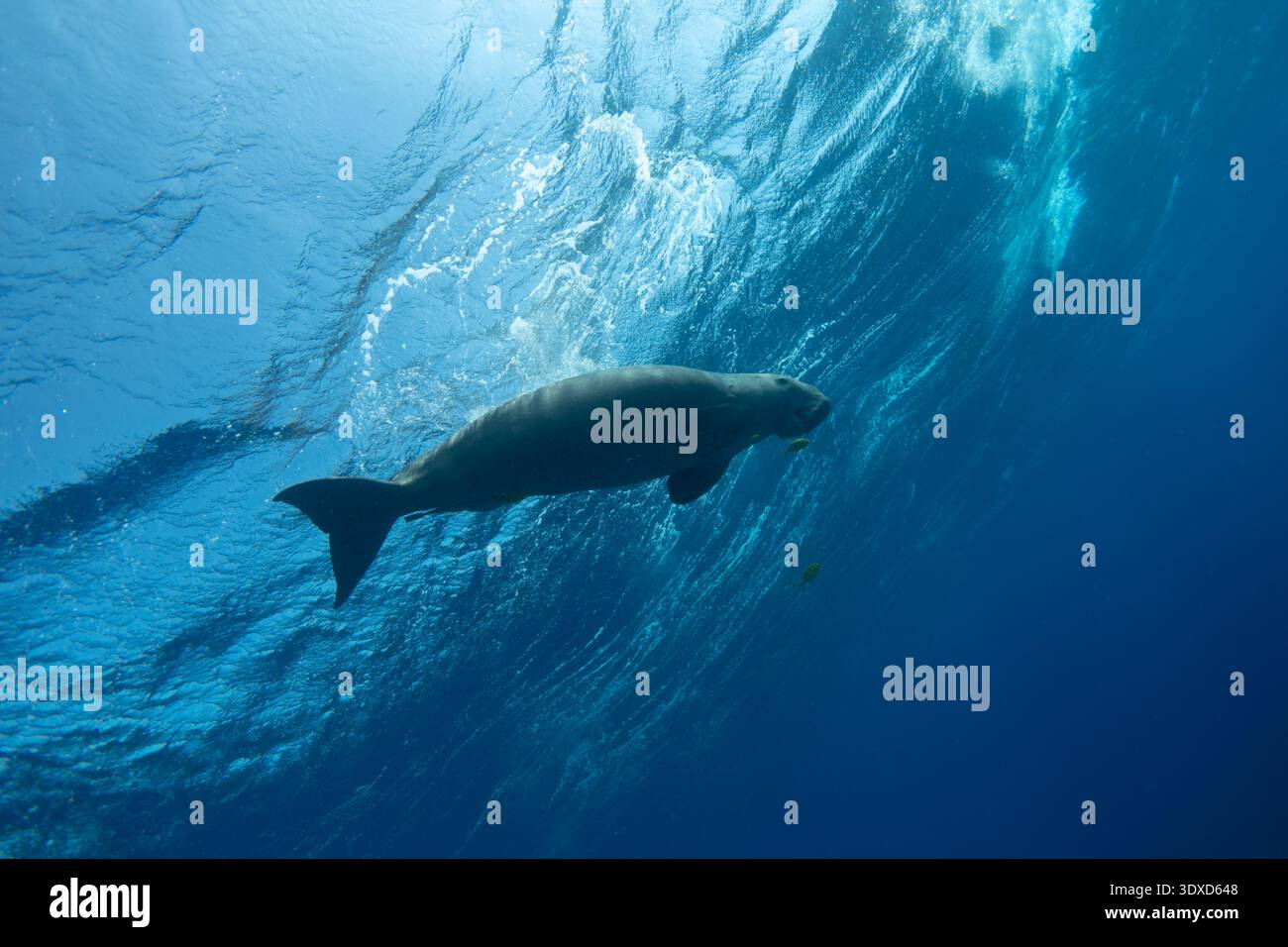 Dugong against the sea surface, viewed from below Stock Photo