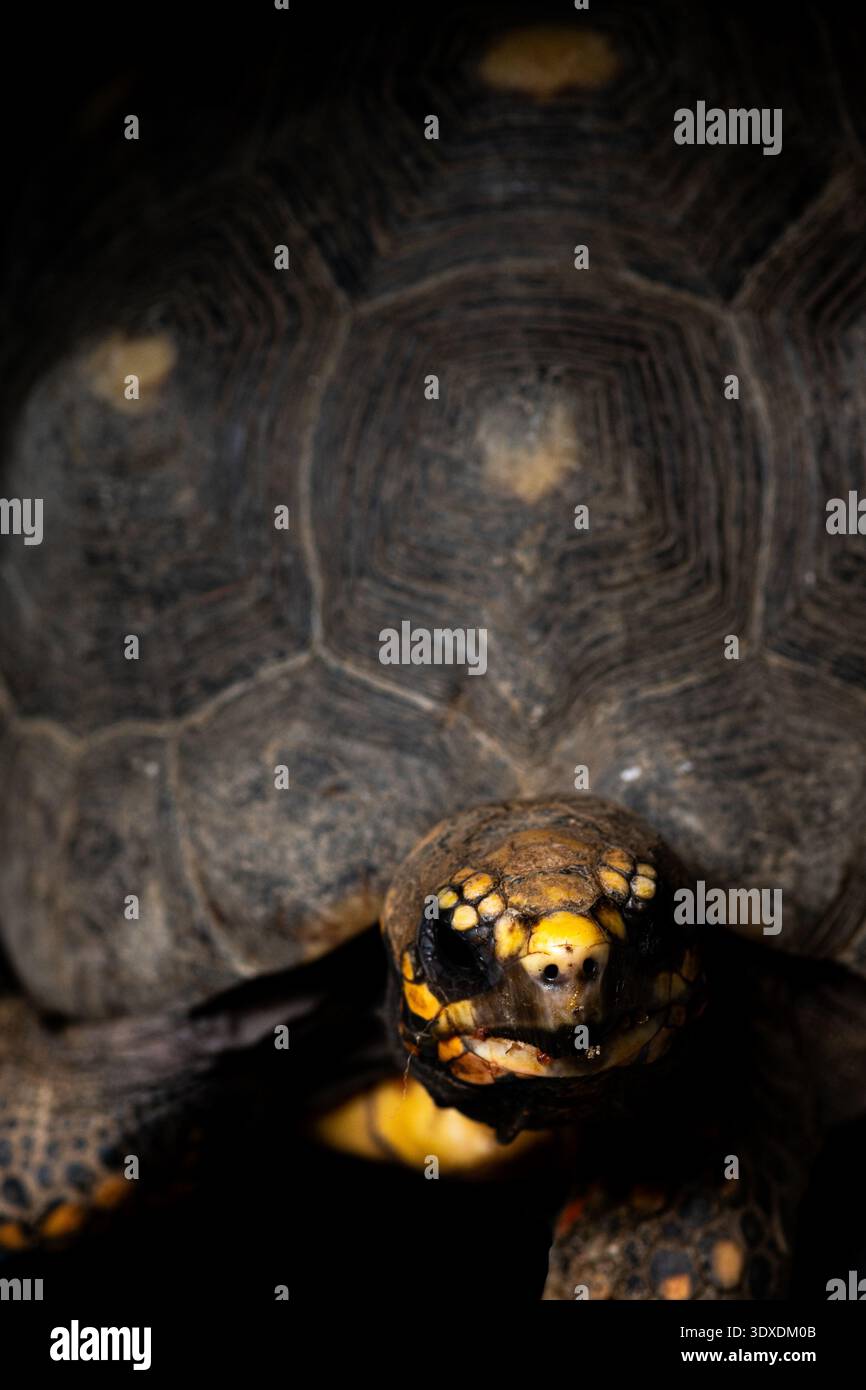 Close-up portrait of a turtle revealing detailed shell patterns ...