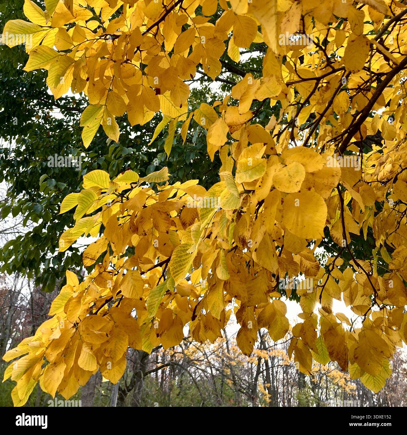 Autumn is a colorful time in Milwaukee, Wisconsin, USA. - Smartphone Captured Stock Image