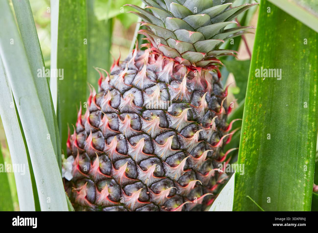 Young Pineapple Growing on a Plant Stock Photo