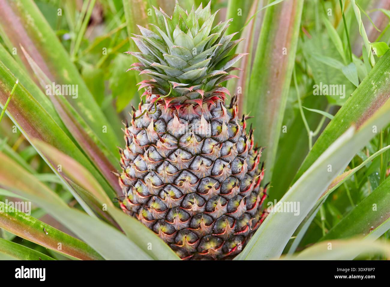 Young Pineapple Growing on a Plant Stock Photo