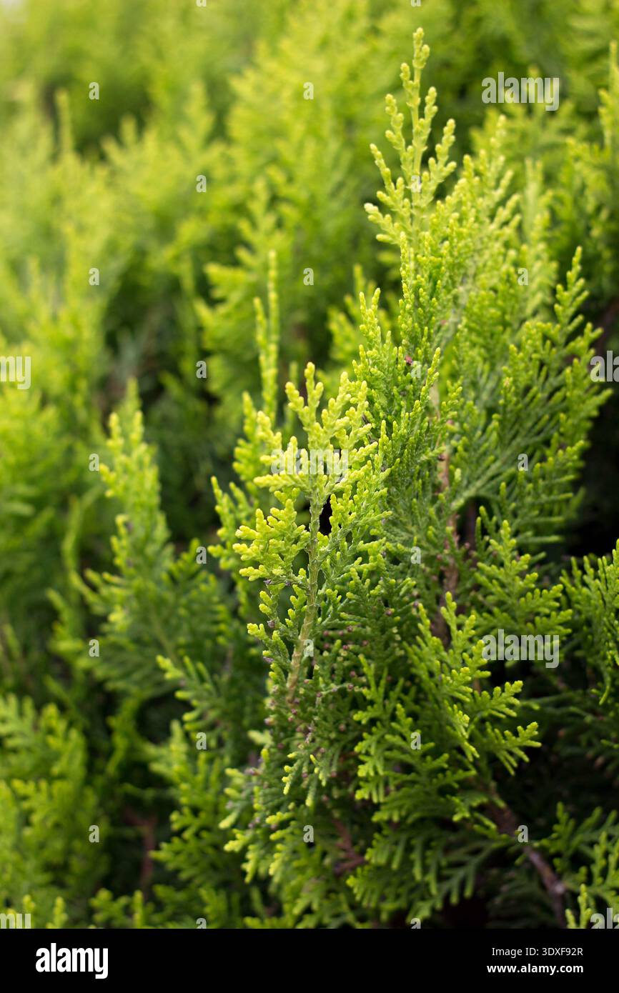 thuja tinktur gegen dellwarzen Warz weg! Tinktur – Drogerie Ebnat-Kappel main image 1