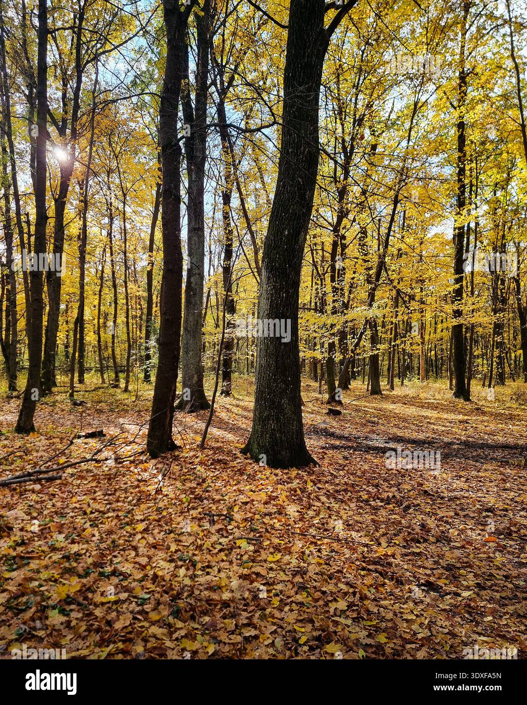 Sunlight filtering through golden autumn forest. Autumn scene in a ...