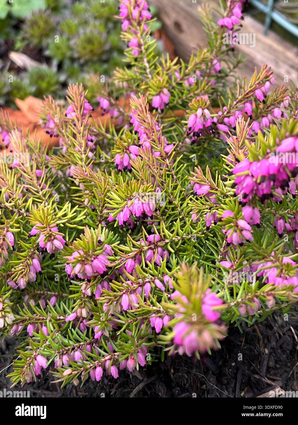 Close-up of Spring Heather (Calluna vulgaris) Flowering - Smartphone Captured Stock Image