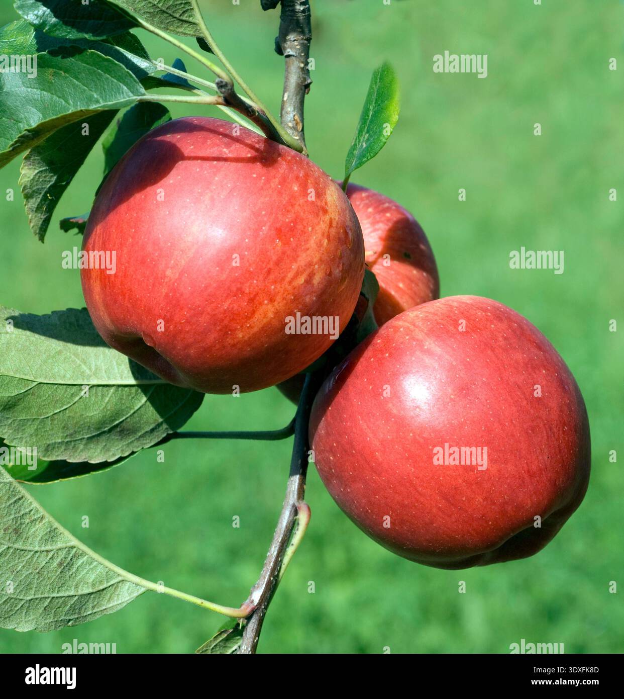 Elstar, Apfel, Malus, domestica, Stock Photo