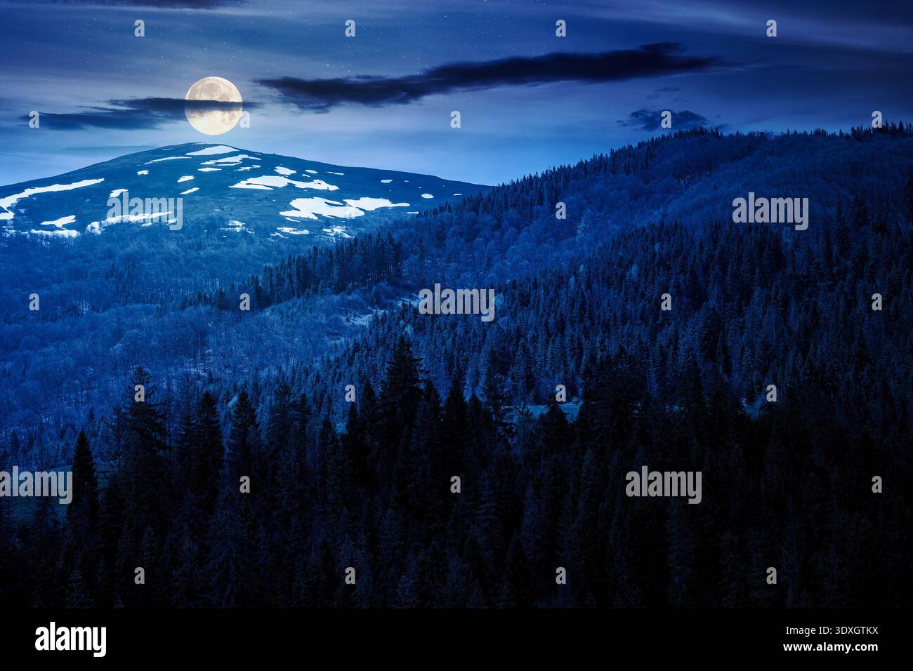 coniferous forest in mountain landscape in spring at night. lush green nature environment with dark sky in full moon light. view of snow peaks. backgr Stock Photo