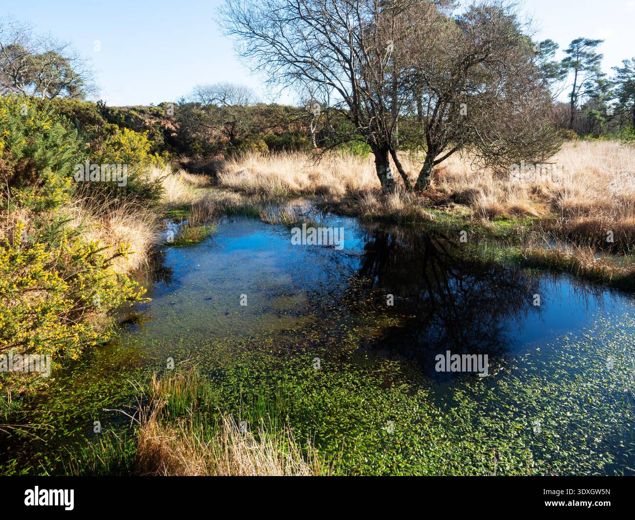 Pond where raft spiders breed hi-res stock photography and images - Alamy