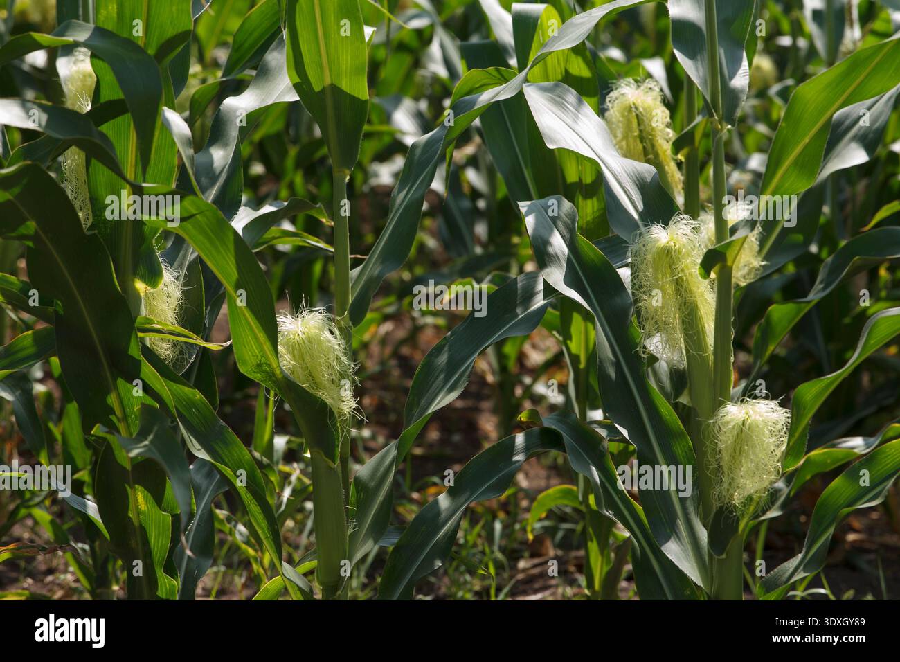 Close-up of young corn plants in a sunlit agricultural field. Bright sun highlights the vibrant green leaves and pale yellow silk on the cobs. Natural Stock Photo