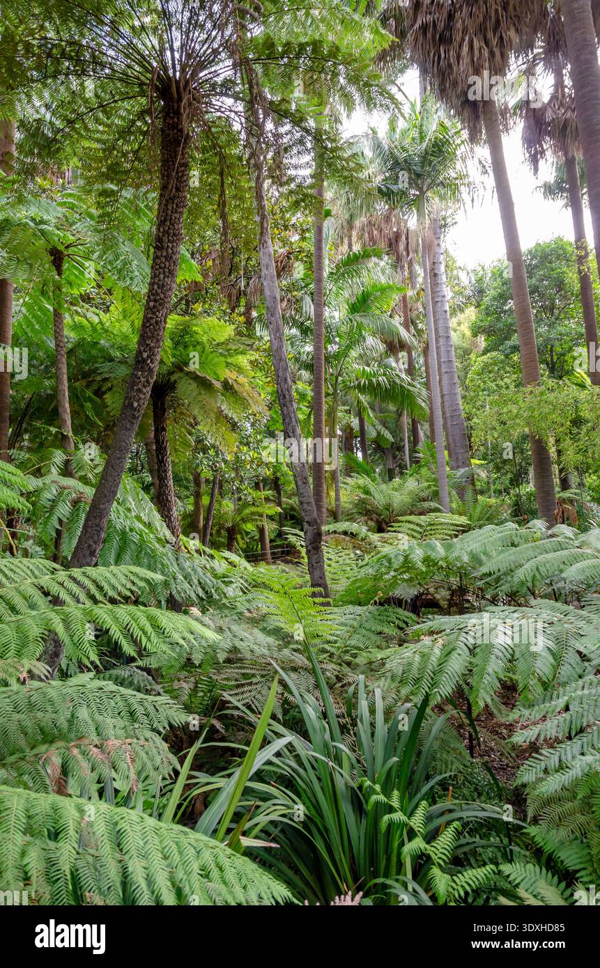 Giant tree ferns new zealand hi-res stock photography and images - Alamy