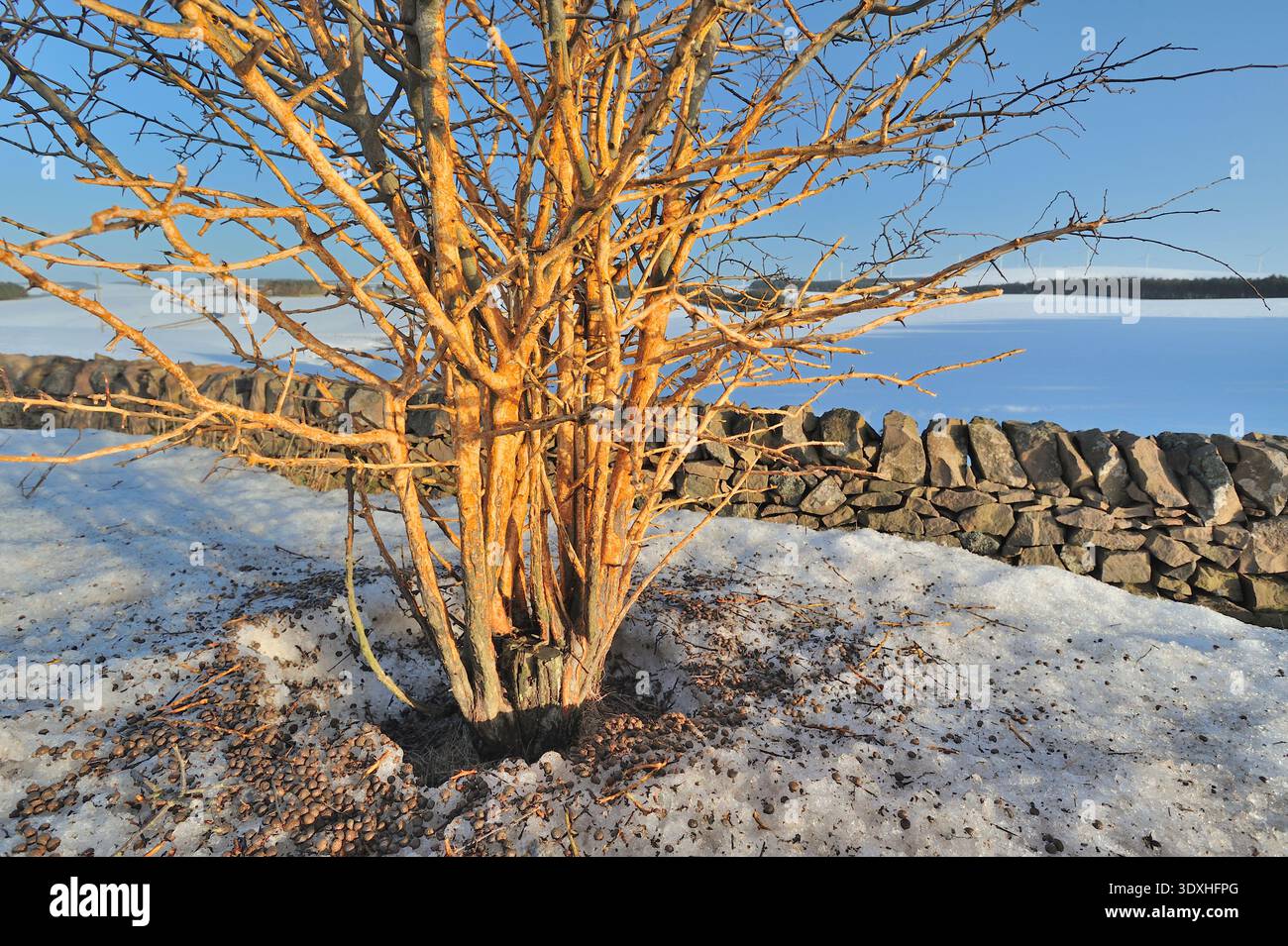 Rowan Roe Browse damage to the bark of a roadside rowan tree (Sorbus aucuparia ...
