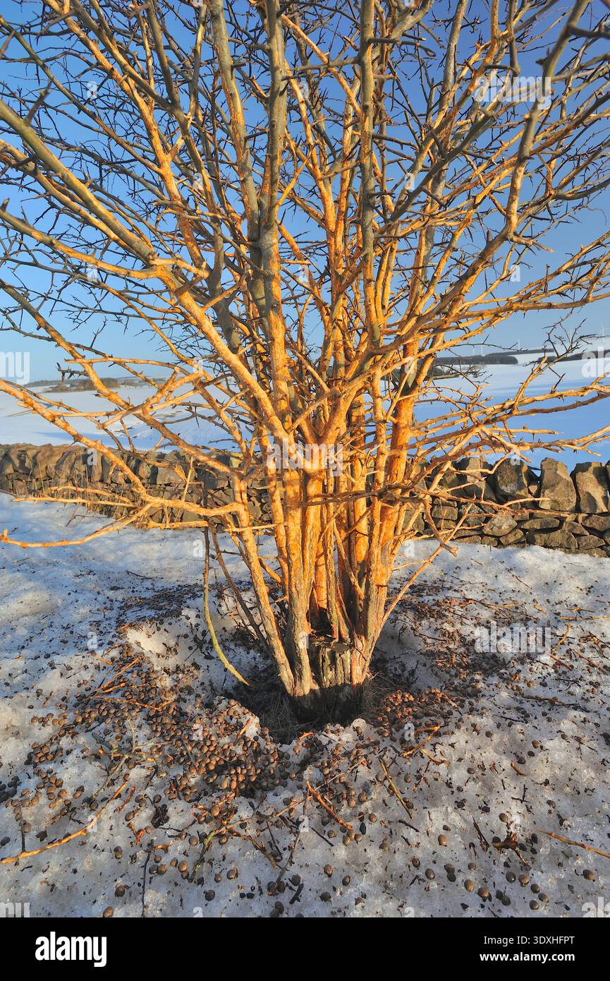 Rowan Roe Browse damage to the bark of a roadside rowan tree (Sorbus aucuparia ...