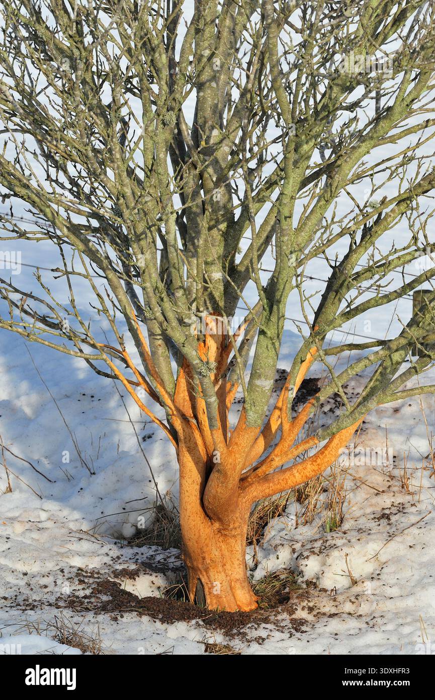 Rowan Roe Browse damage to the bark of a roadside rowan tree (Sorbus aucuparia ...