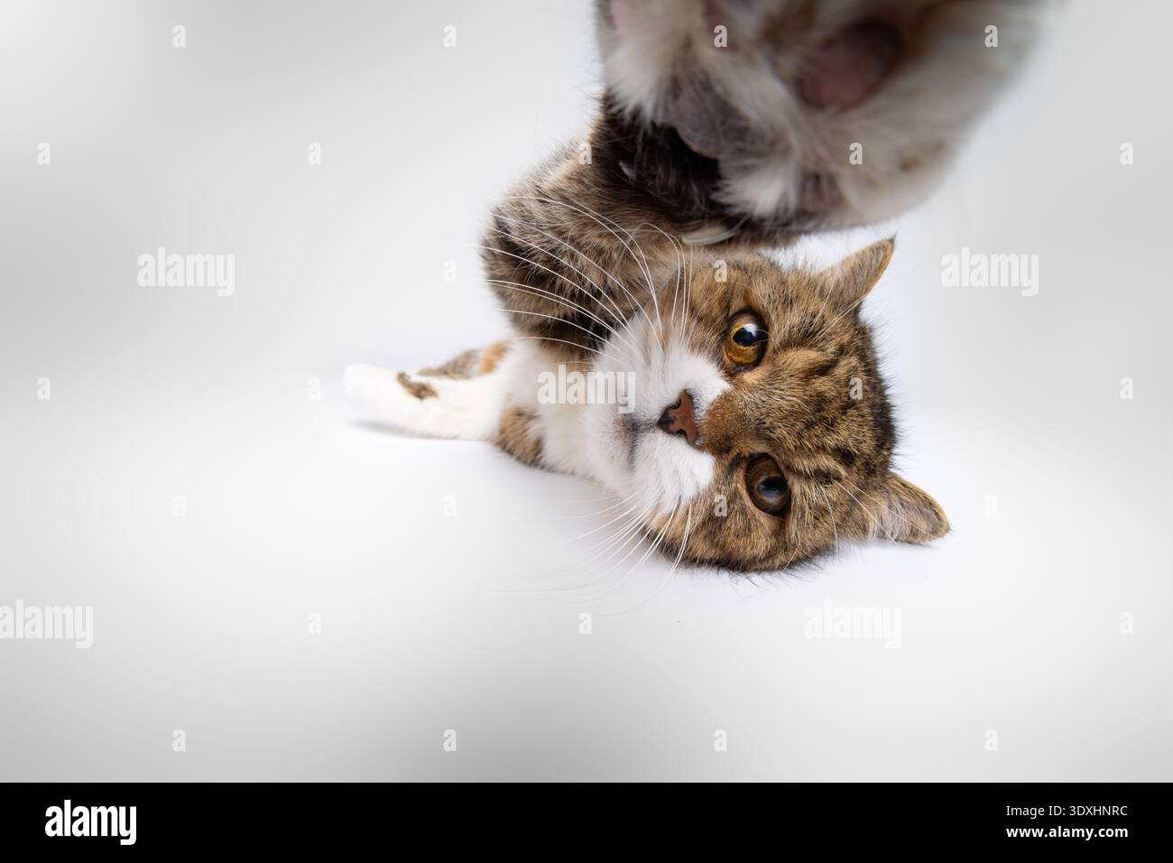 lazy but curious british shorthair cat lying on side reaching for camera with paw, studio shot on white background Stock Photo