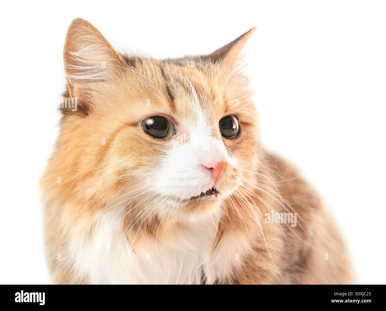 Isolated cat drooling and with dilated pupils after anesthesia. Calico cat recovering from dental surgery at home. Confused and nauseous with foam aro Stock Photo