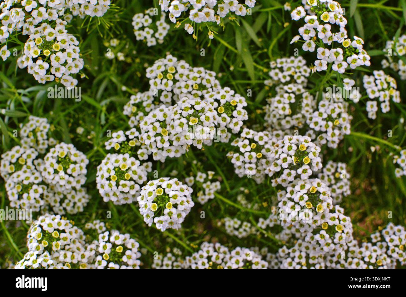 Close up of Lobularia maritima flowers (syn. Alyssum maritimum, common ...