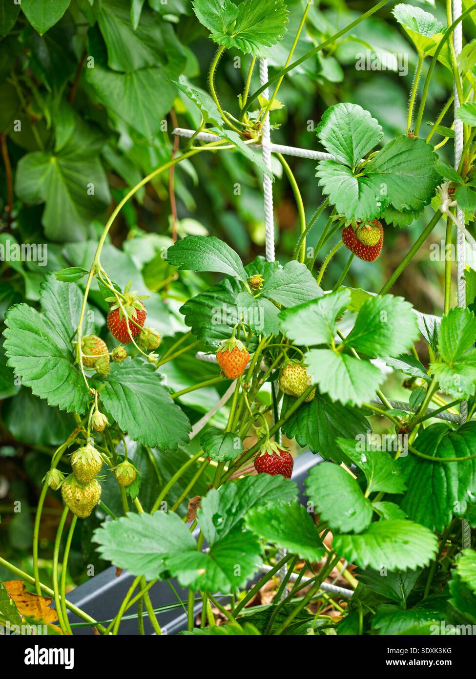 Plant growth stages plant development hi-res stock photography and images -  Alamy