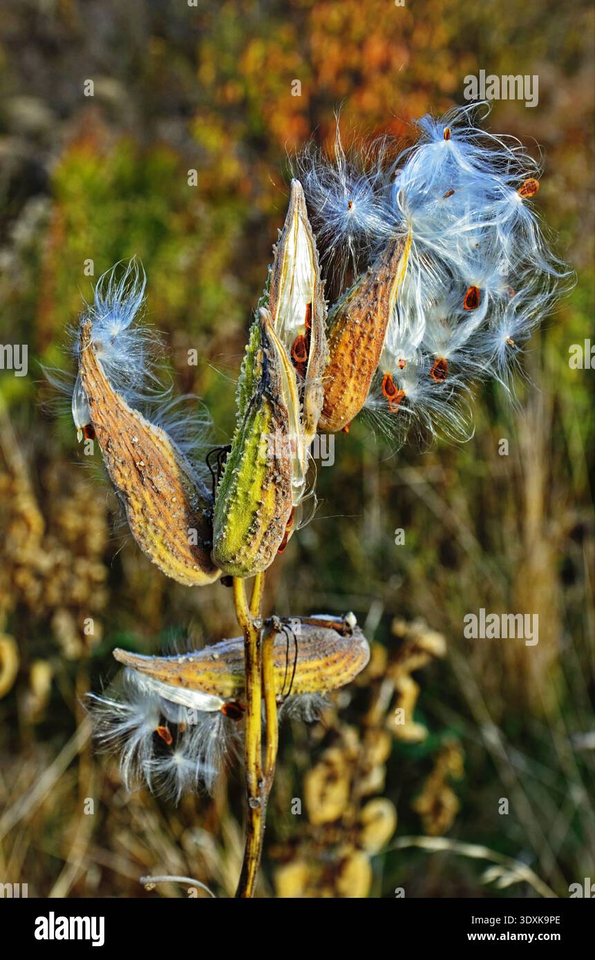 The milkweed ((Asclepias siraca)) splits seeds with white fluff at the end of maturation. Stock Photo