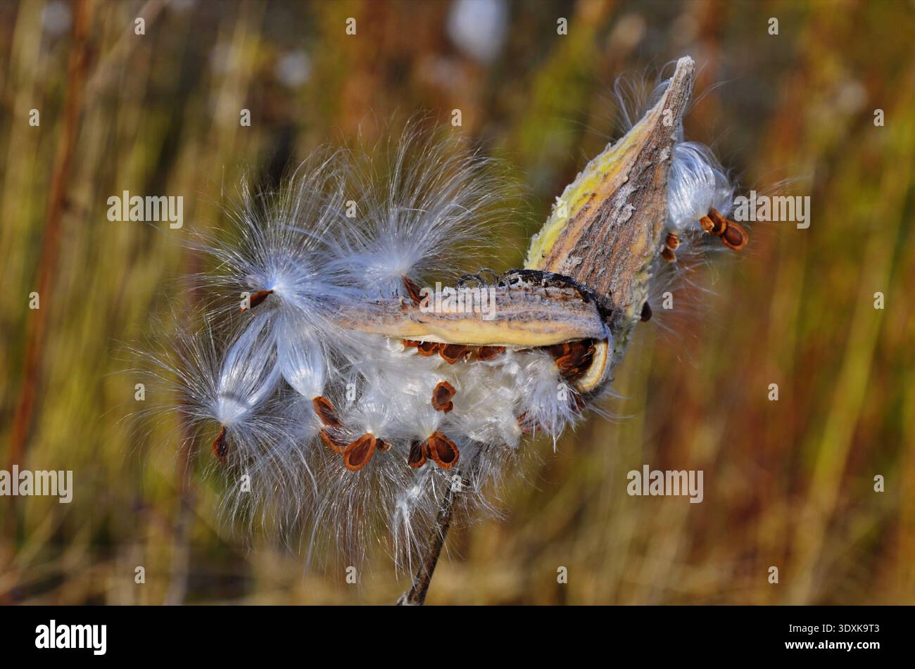The milkweed ((Asclepias siraca)) splits seeds with white fluff at the end of maturation. Stock Photo