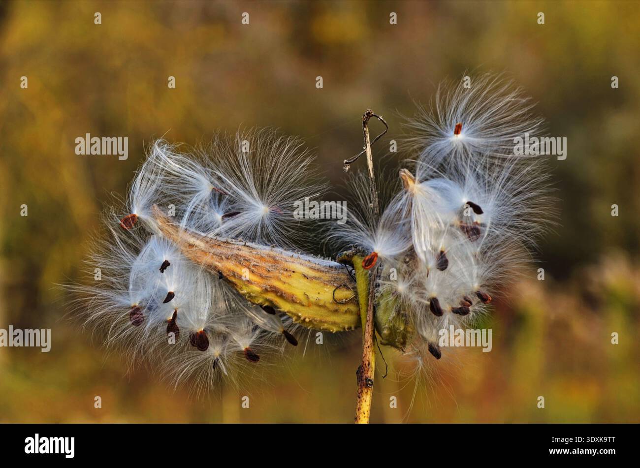 The milkweed ((Asclepias siraca)) splits seeds with white fluff at the end of maturation. Stock Photo