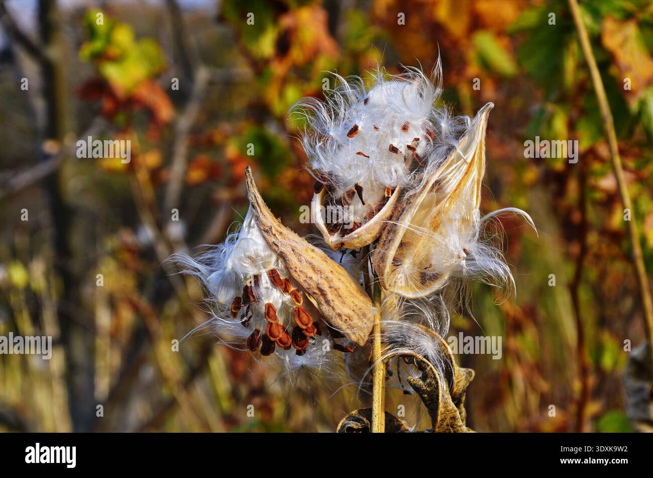 The milkweed ((Asclepias siraca)) splits seeds with white fluff at the end of maturation. Stock Photo