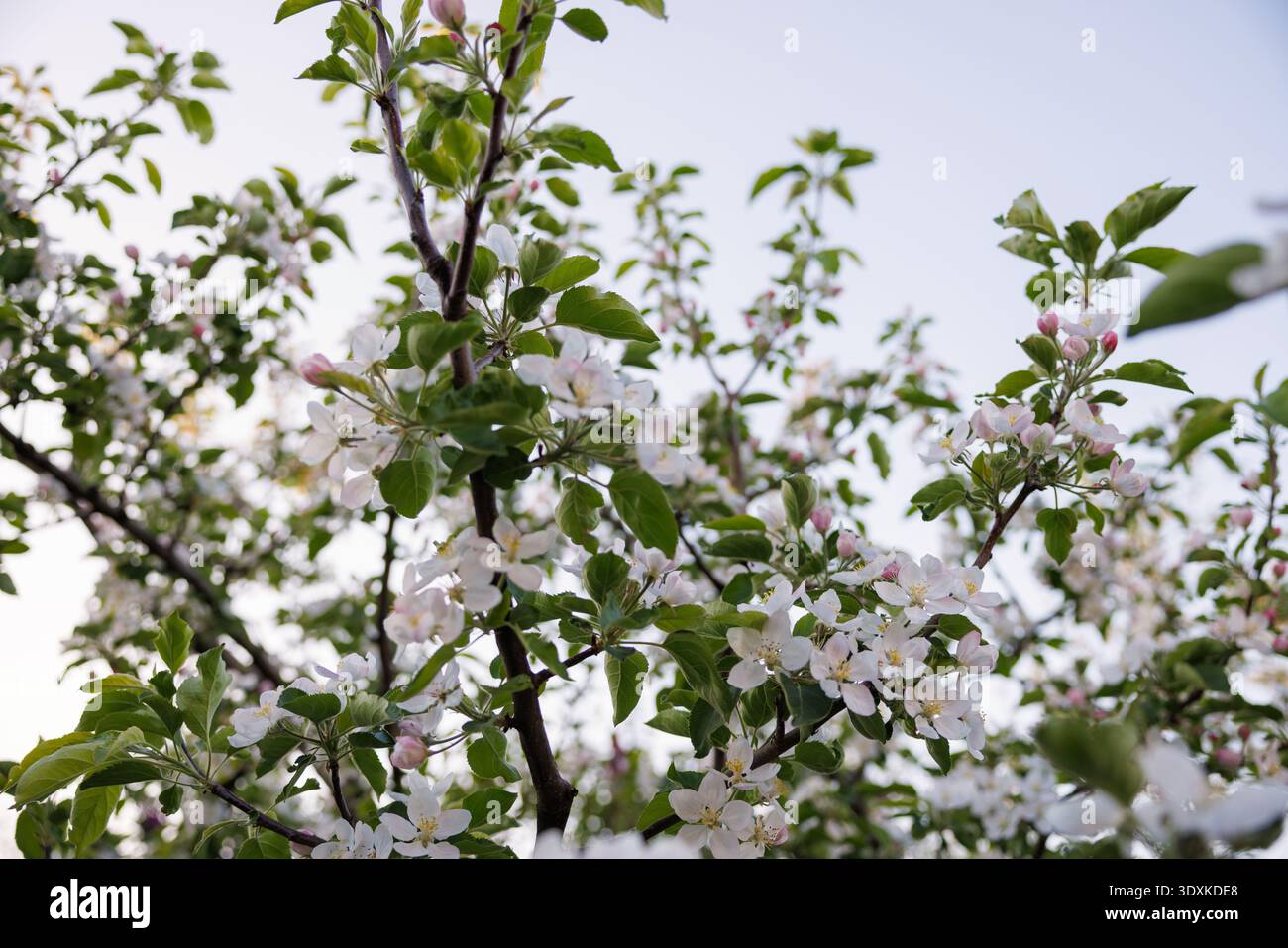 Branches of a flowering tree with white blossoms against a clear sky Stock Photo