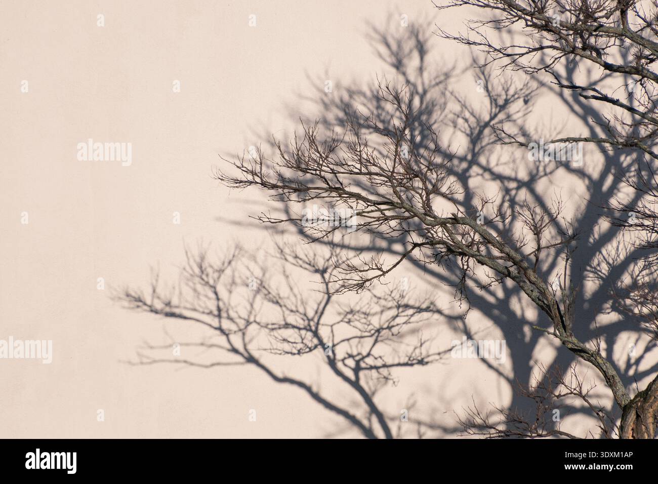 Winter tree branches forming layered shadow on beige wall. Stock Photo