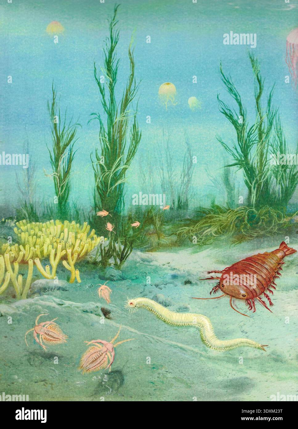 Cambrian fossil algae hi-res stock photography and images - Alamy