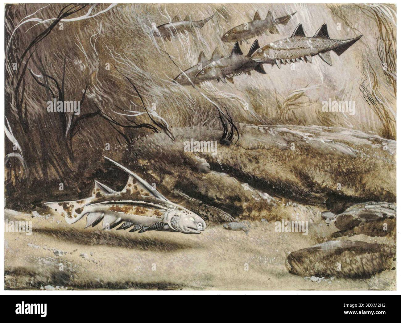 Parexus and Climatius. Ancient armored fish swim in prehistoric waters ...
