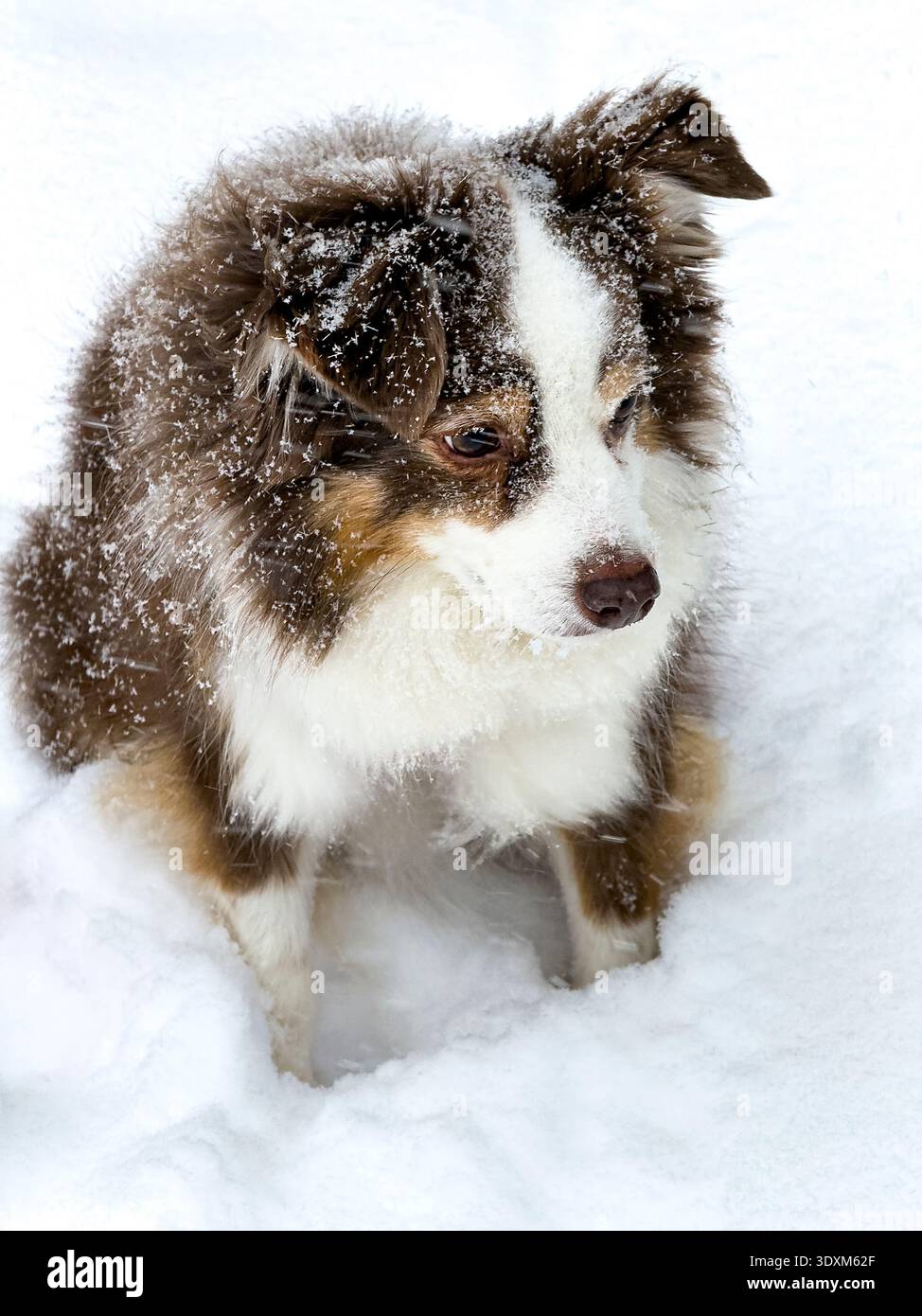 Miniature Australian Shepherd in snow Stock Photo