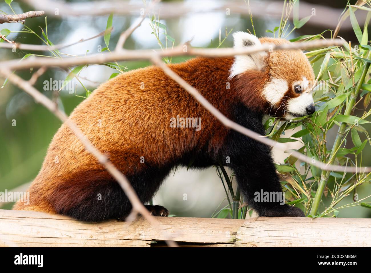 Red panda eats leaves on tree Stock Photo
